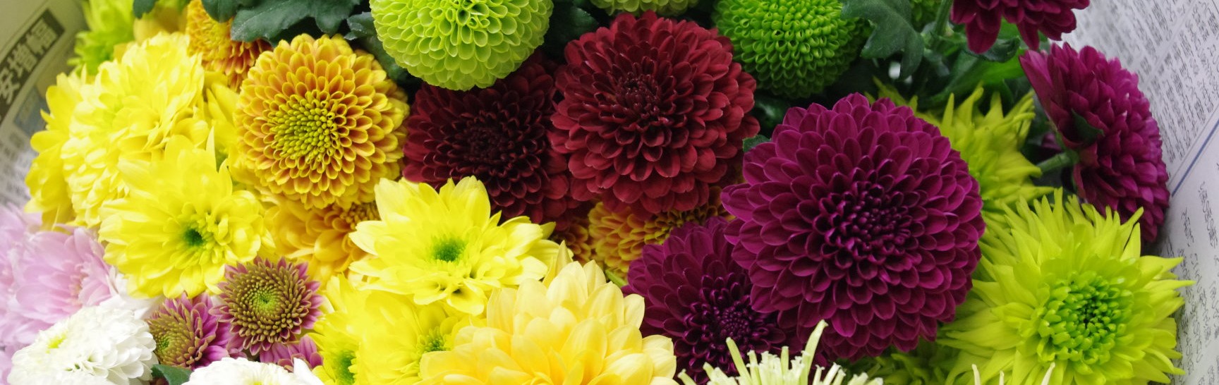 様々な花型、色鮮やかな花色のスプレーマム