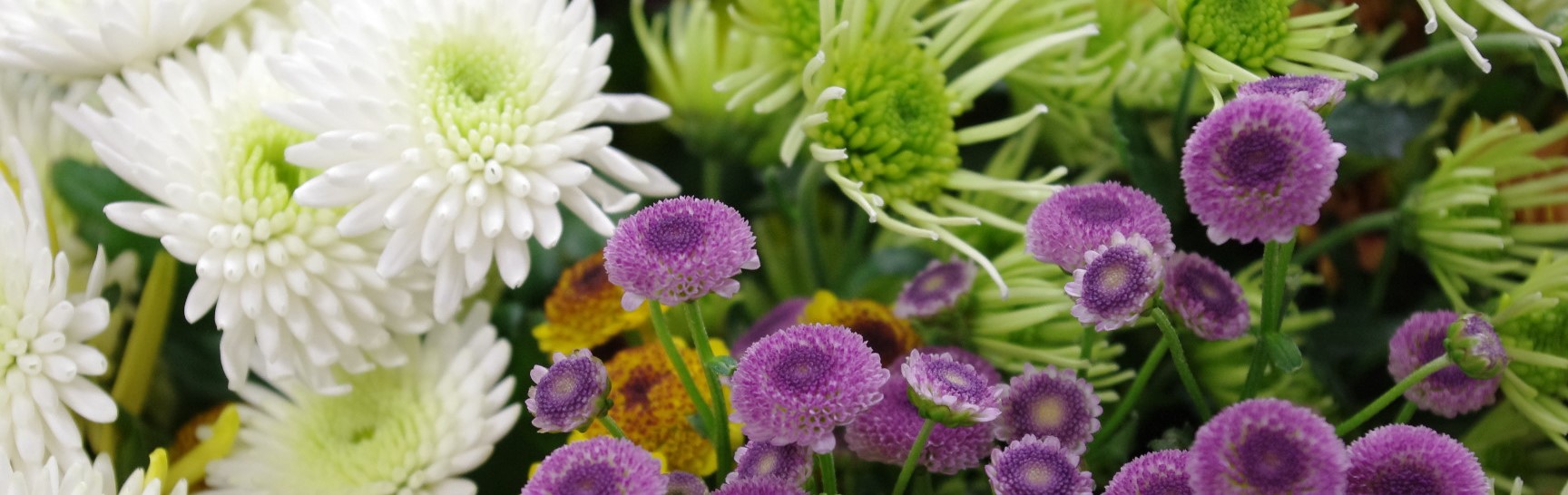 白のスパイダー咲き品種や、バシリオ、ピンクや黄色のマイクロポンポン品種などのスプレーマム。