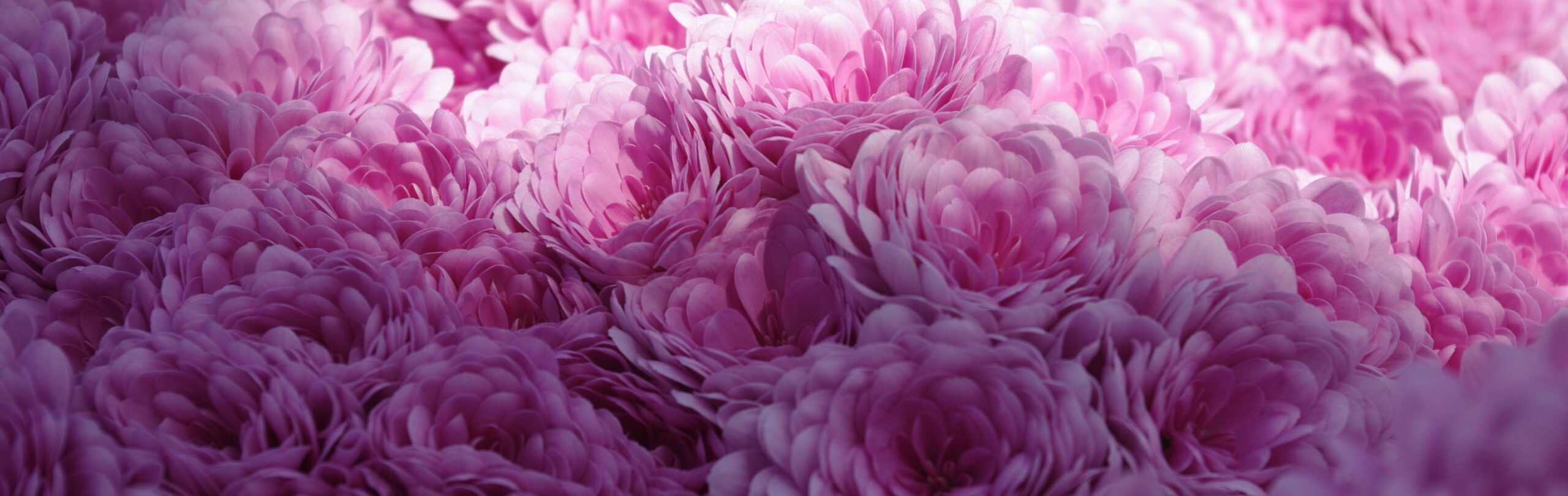 スプレーマムの花アップ。ピンク色のかわいい花型。品種名はマカロン。