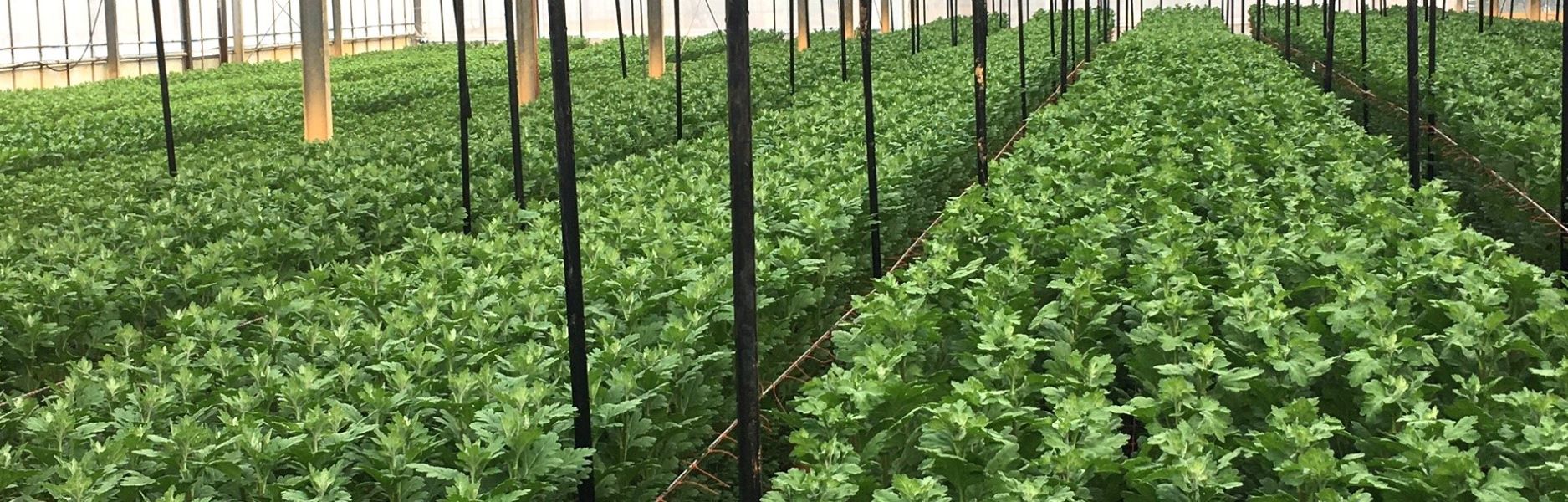 スプレーマムの生産温室の風景