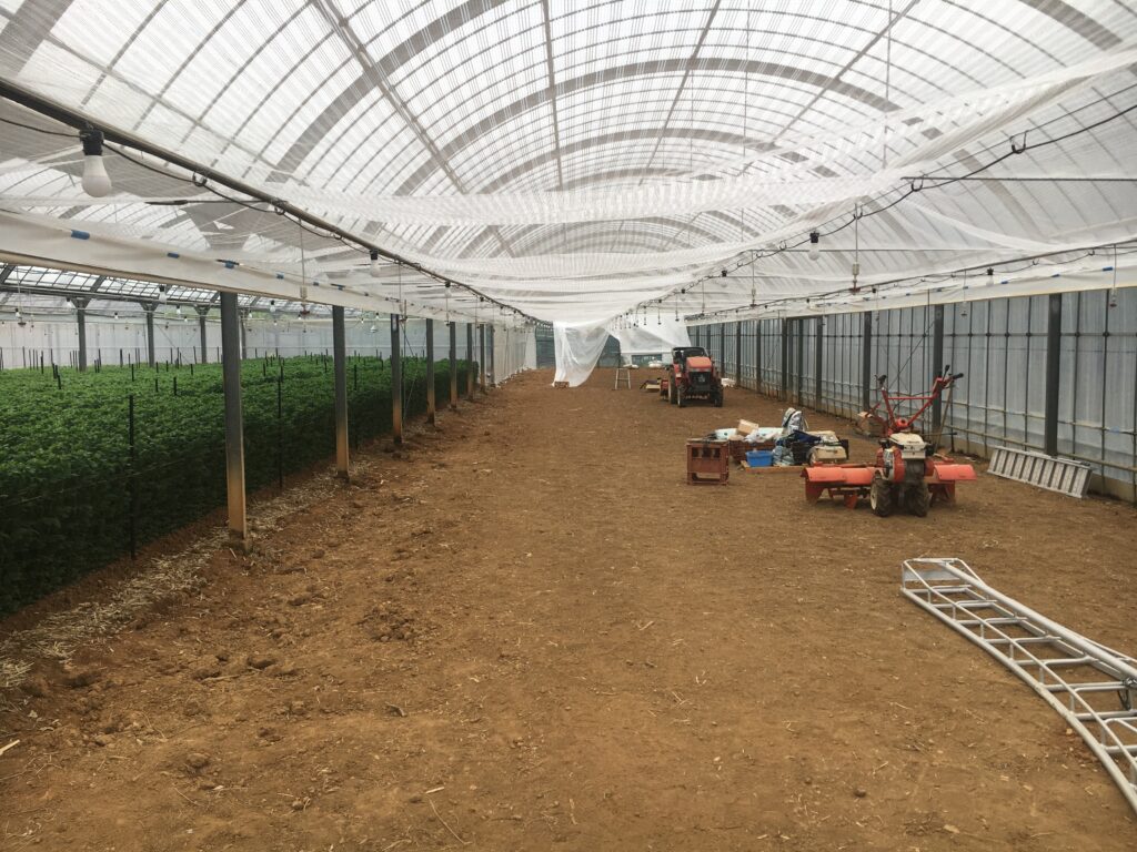 遮熱資材「ふあふあホワイトプラス40」を展張