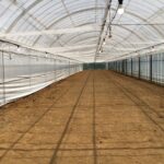 スプレーマム作付温室準備中