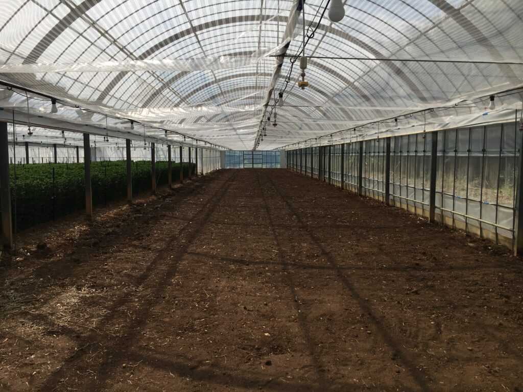 たっぷり潅水した後の温室