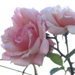 薄ピンク色のバラ