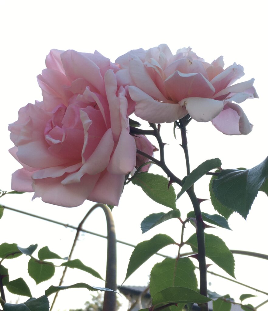 薄ピンク色のバラ