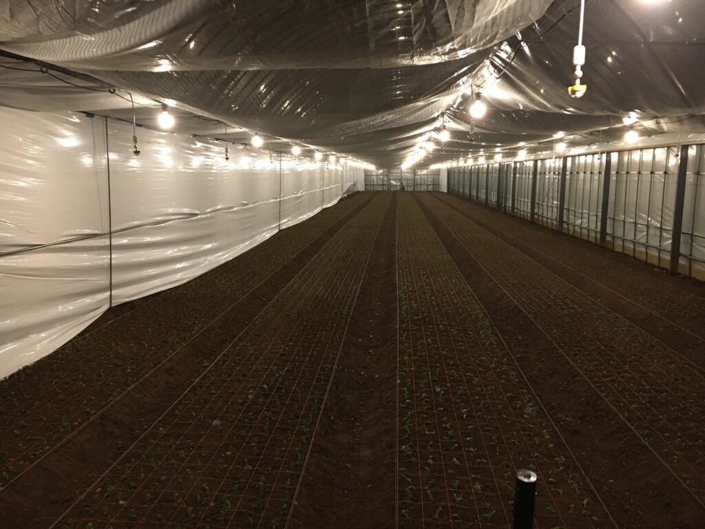 スプレーマムの電照栽培