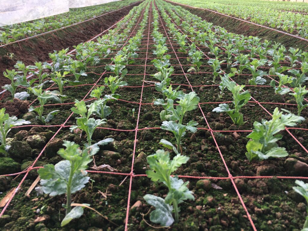 レウカ（セイレウカ）べたがけめくった翌日