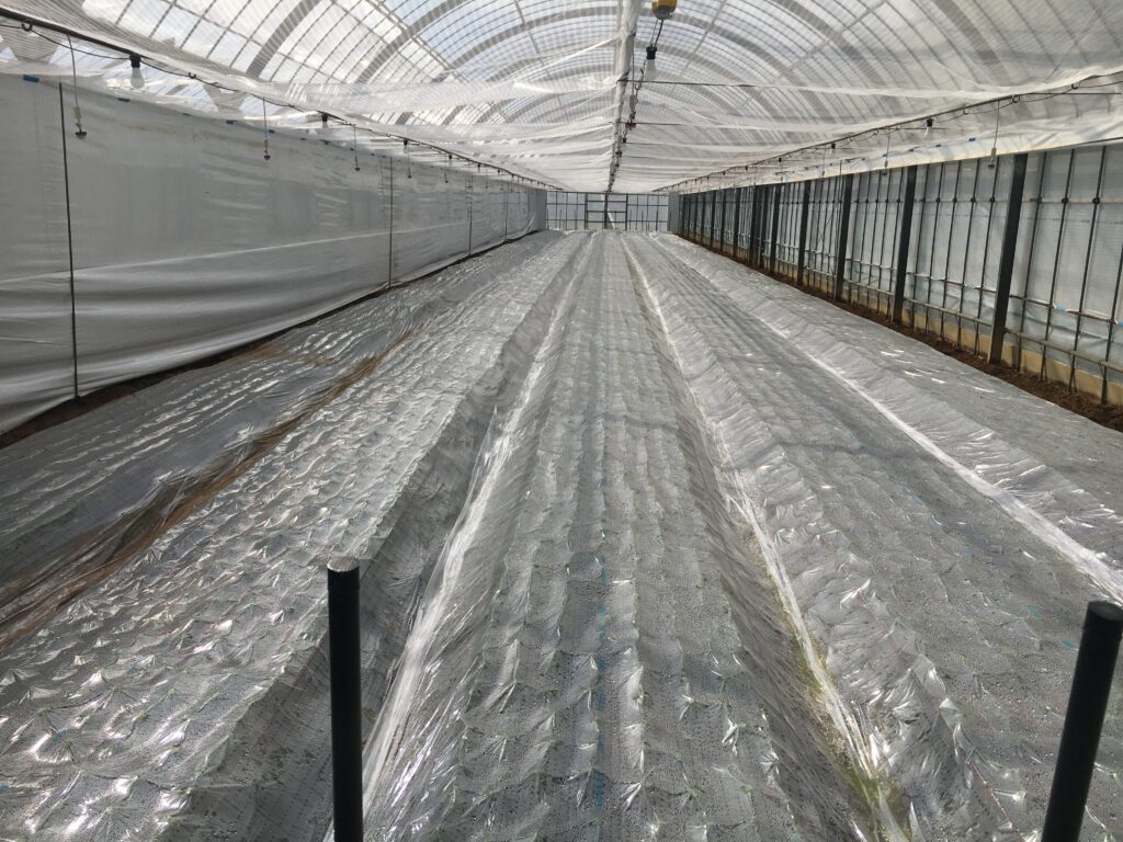 べたがけをめくる前