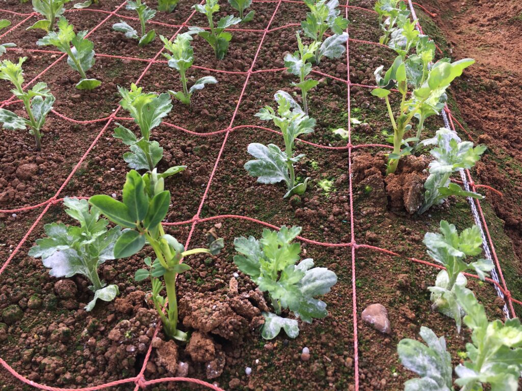 スプレーマムからピーナッツ（落花生）が生えてきた