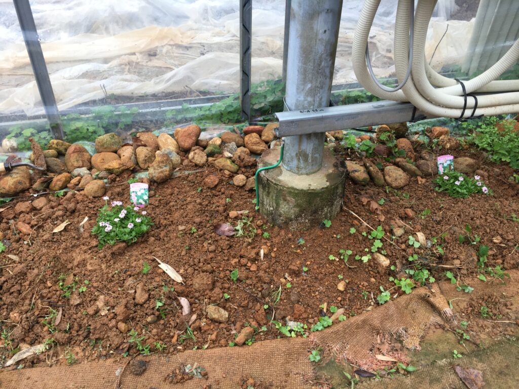 姫イワダレソウを2株植付け