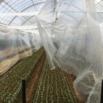 べたがけフィルムが風にたなびいている