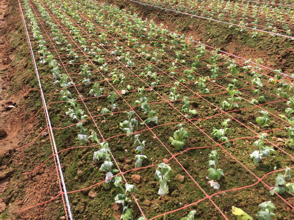 べたがけフィルムをめくった後のリムー(セイリムー)挿し穂苗の様子