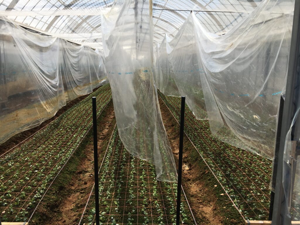 べたがけフィルムを干して乾燥させる。