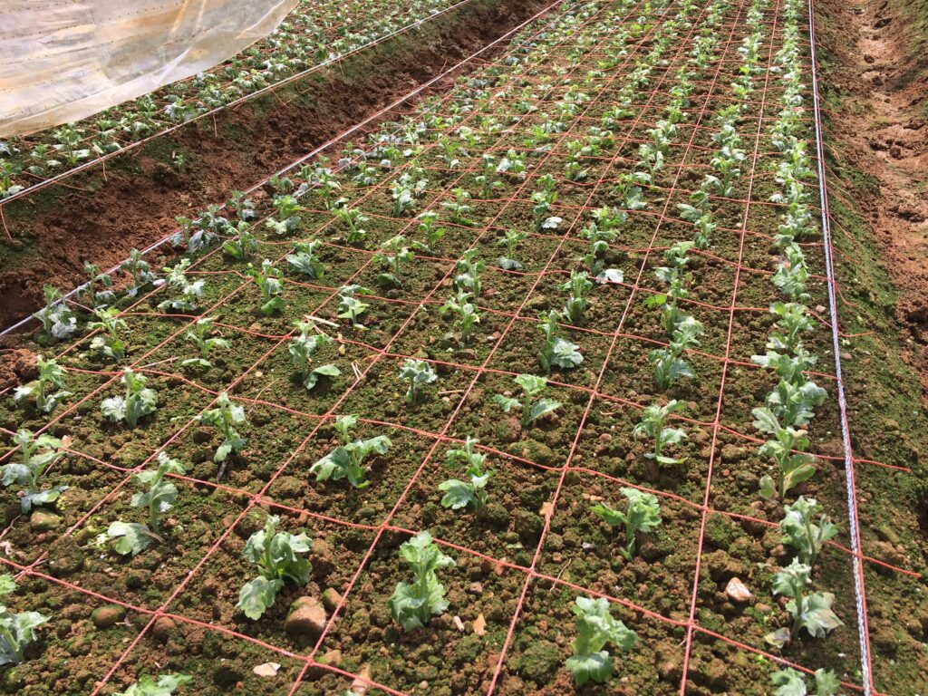 レウカ(セイレウカ)のべたがけフィルムをめくった後の苗の様子