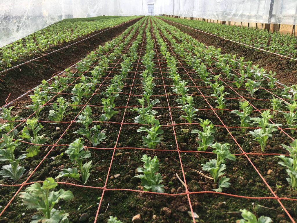 リムー（セイリムー）べたがけめくった翌日