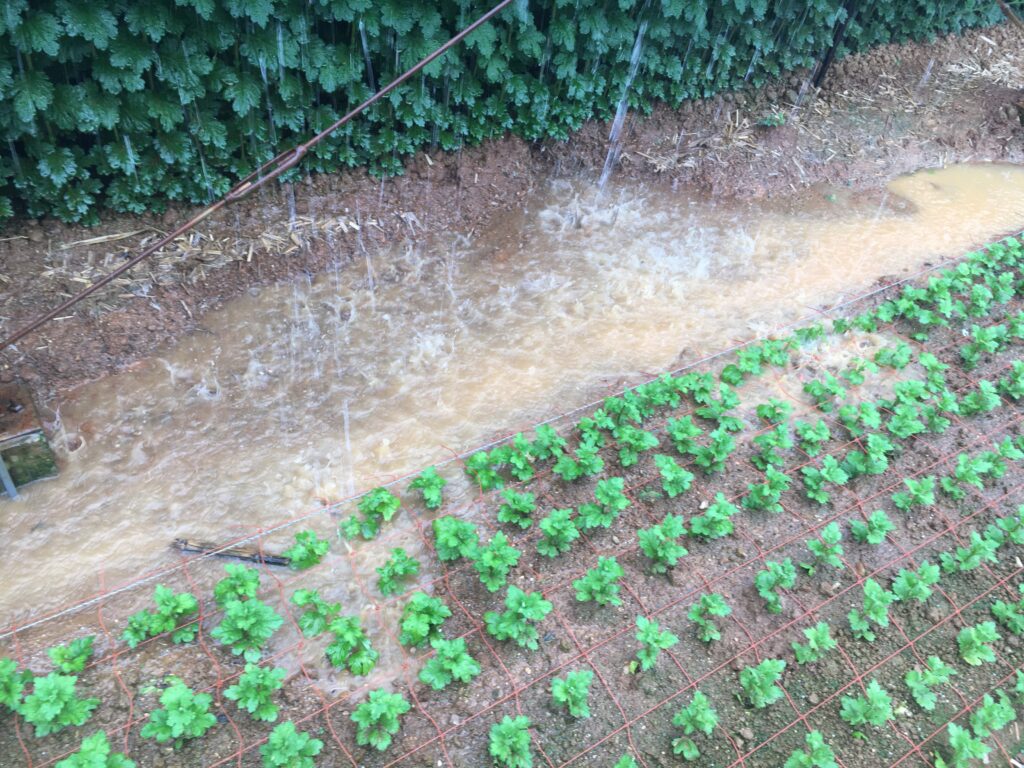 温室の雨漏りで浸水