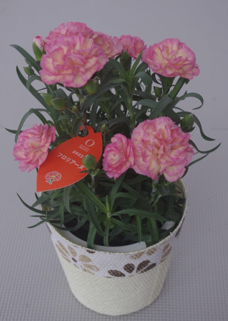 ポットカーネーション「フロリアーヌ」4号鉢、鉢カバー入り