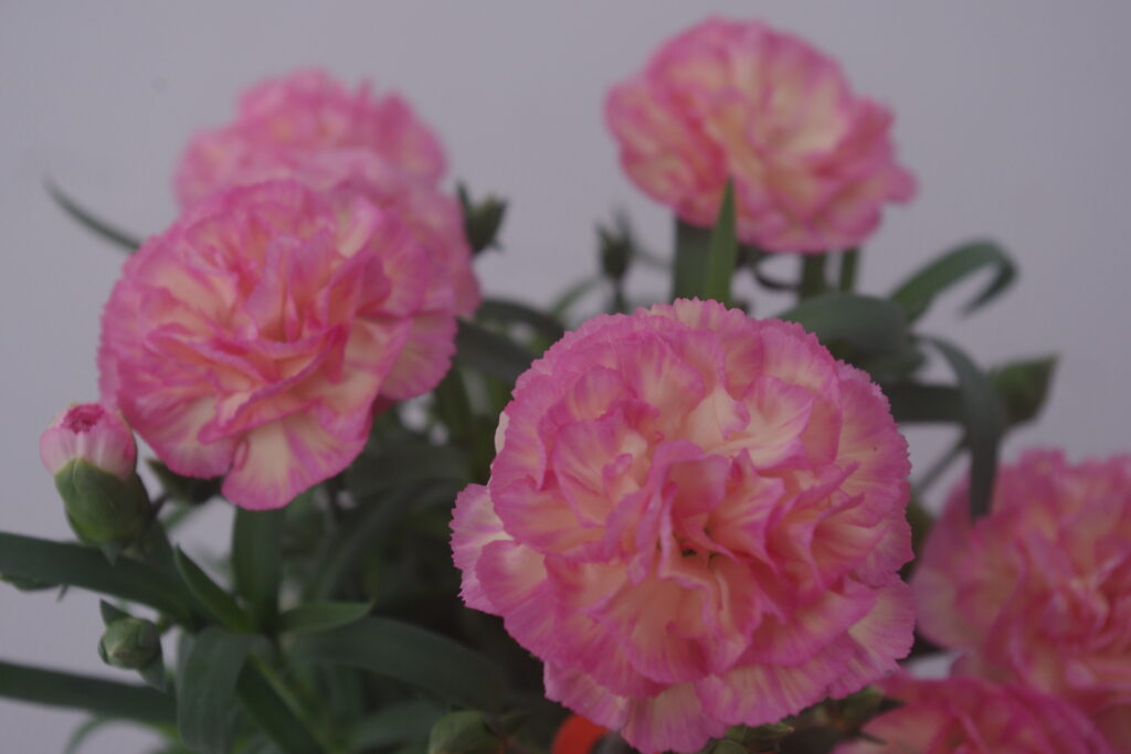 ポットカーネーション「フロリアーヌ」の花アップ