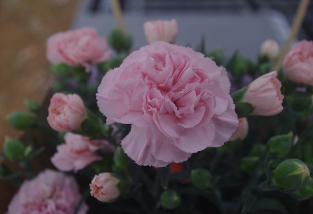 ポットカーネーション「フレンチピンク」花アップ