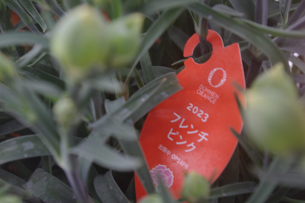 ポットカーネーション「フレンチピンク」品種ラベル