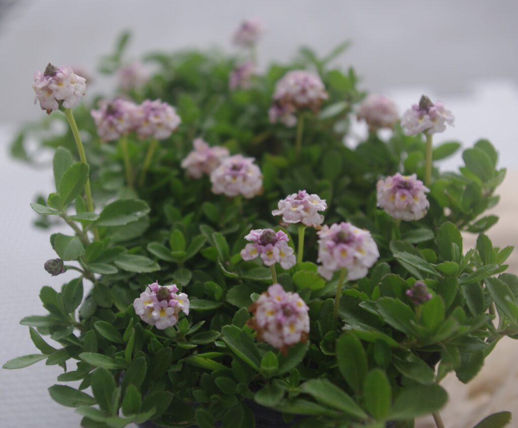 姫イワダレソウ リッピアの花が沢山咲いている