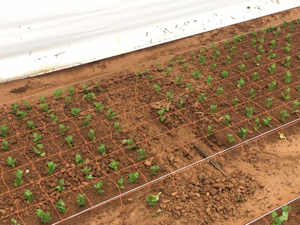 スプレーマムの畝が流れ込んだ雨水で欠壊した