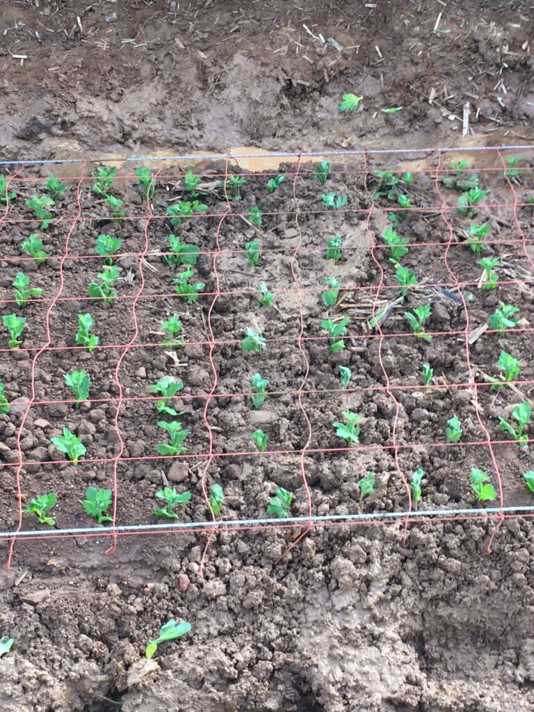 スプレーマム挿し穂を植え直して修復