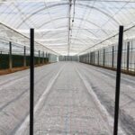 スプレーマムの挿し芽後、ビニールフィルムでマルチングする。