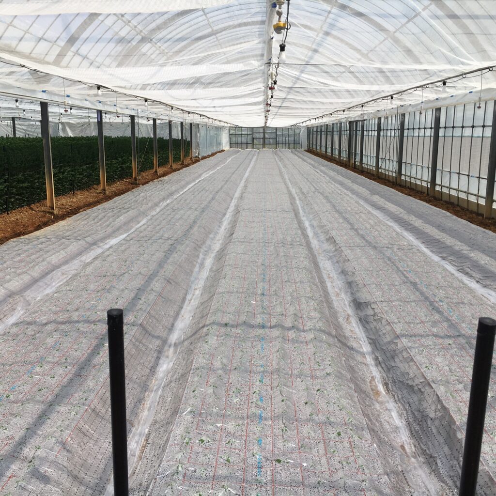 スプレーマム挿し芽後、ビニールフィルムでマルチングする。