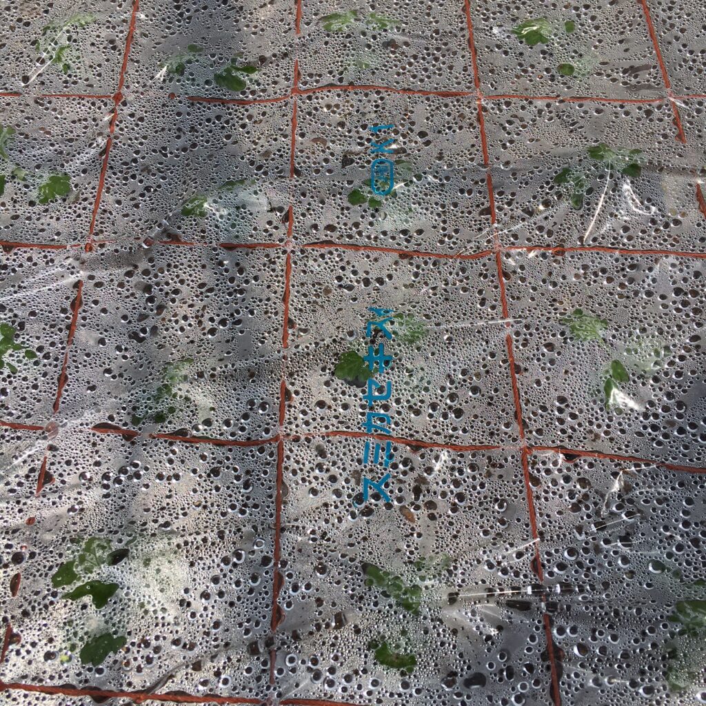 スプレーマム挿し芽のマルチべたがけの様子