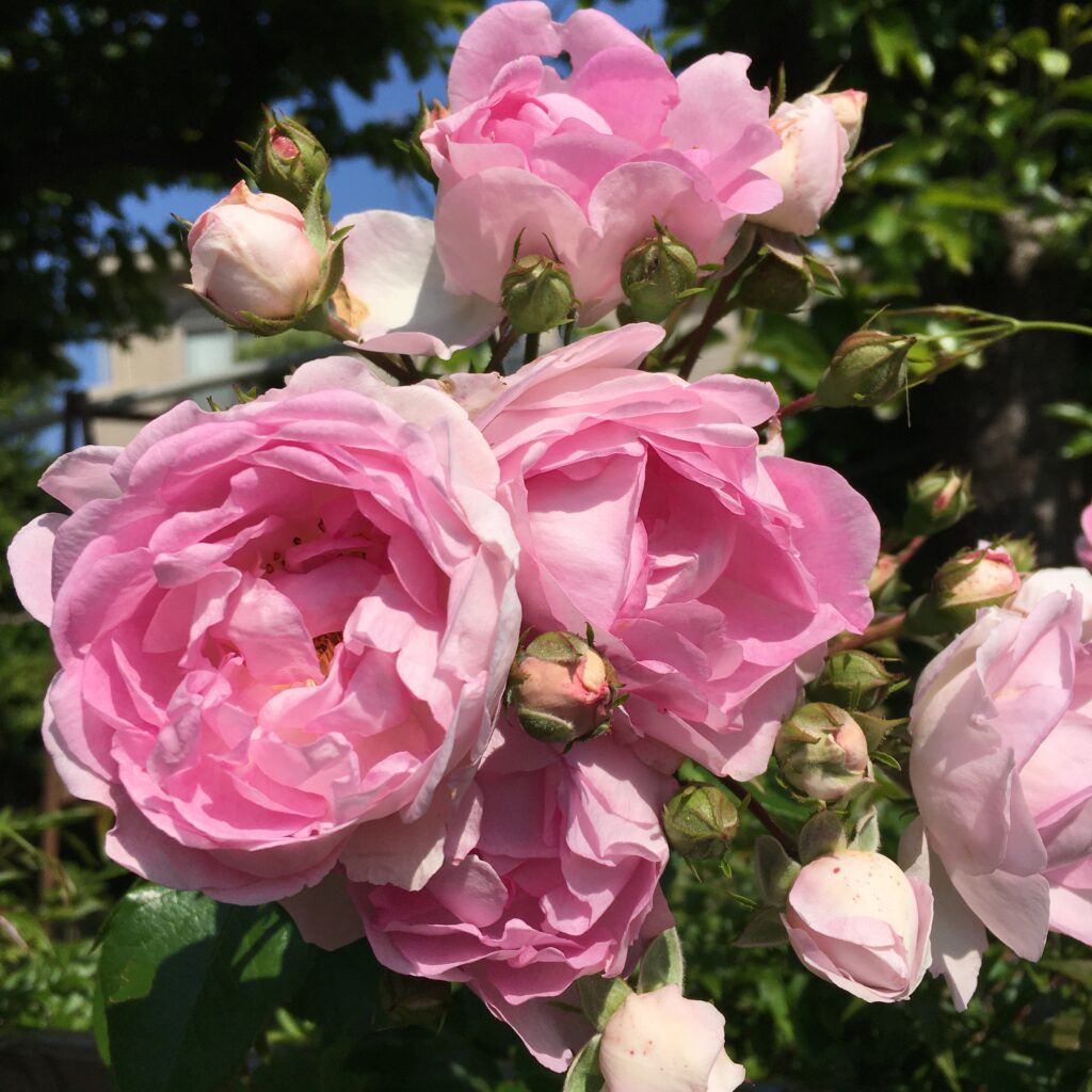 ピンクのバラ、ガーデンローズ