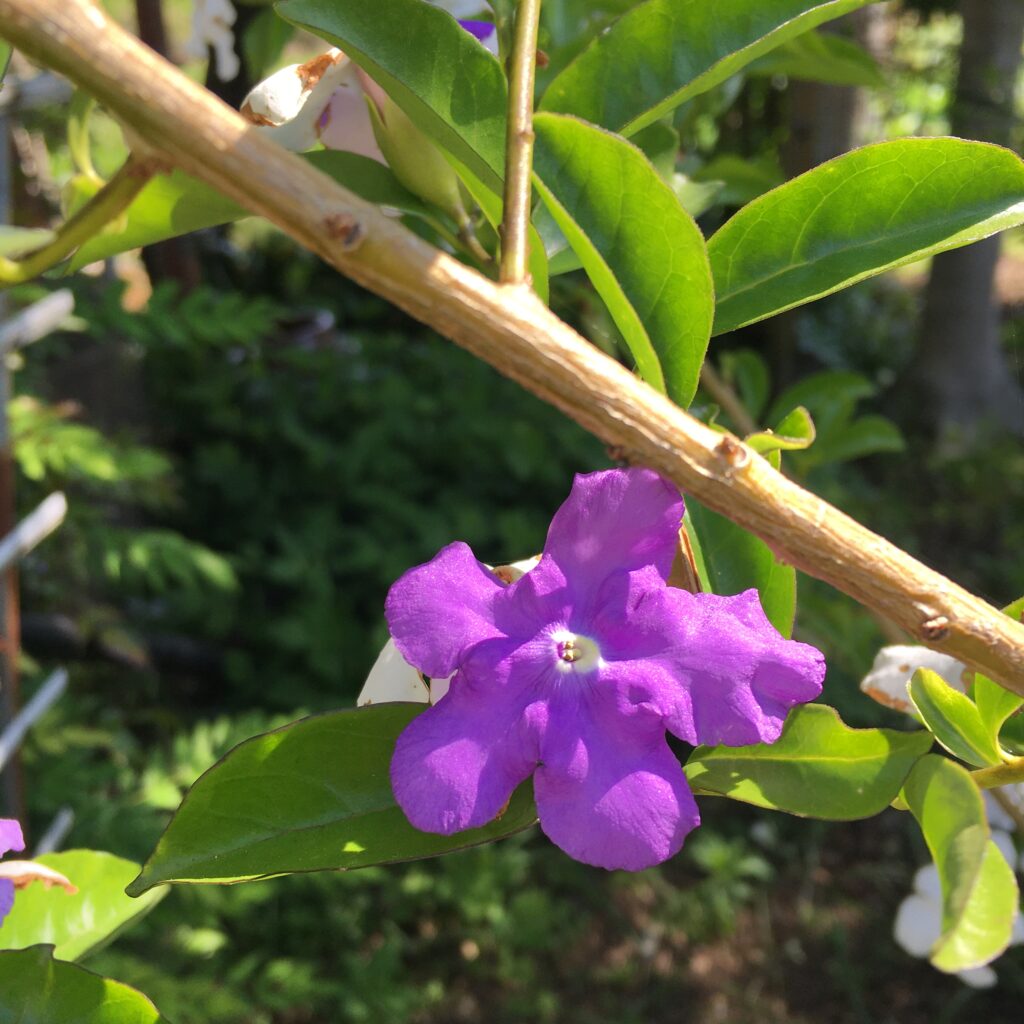 ニオイバンマツリ、紫色