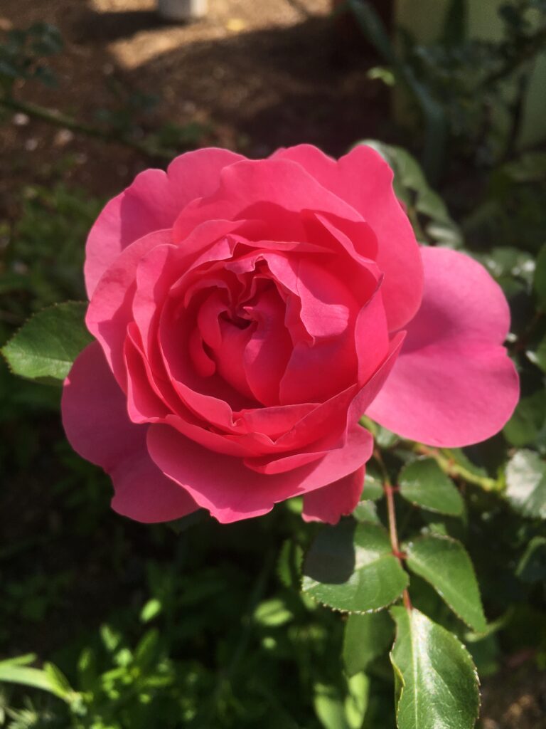 コーラルピンクのバラ