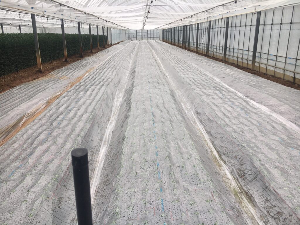 べたがけ育苗中のスプレーマム