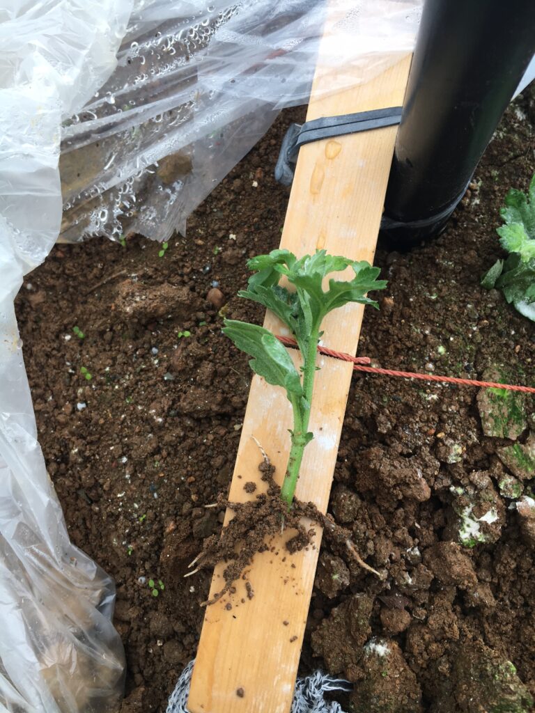 セイリムーの挿し芽8日目の発根状況