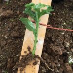 スプレーマム挿し穂の直挿し発根苗