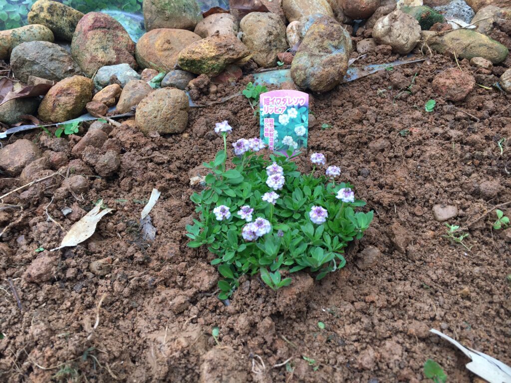 姫イワダレソウを植付け