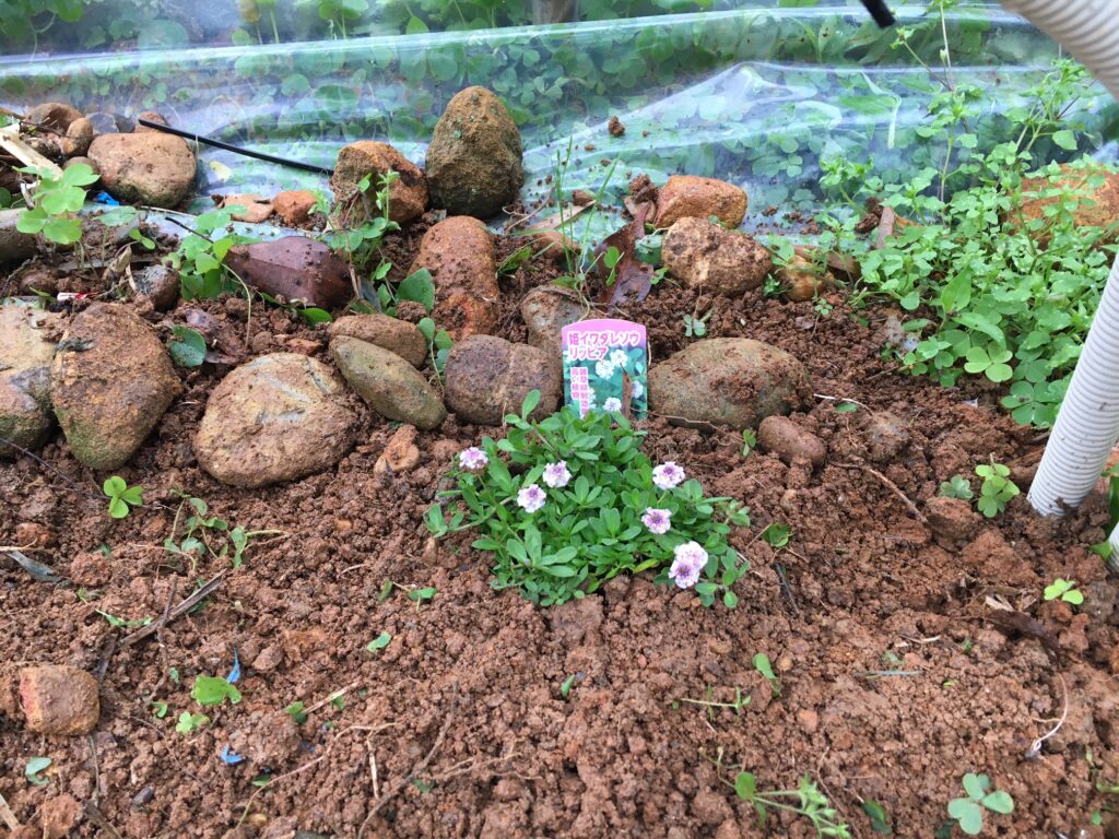 姫イワダレソウを雑草抑制効果を狙って植付け