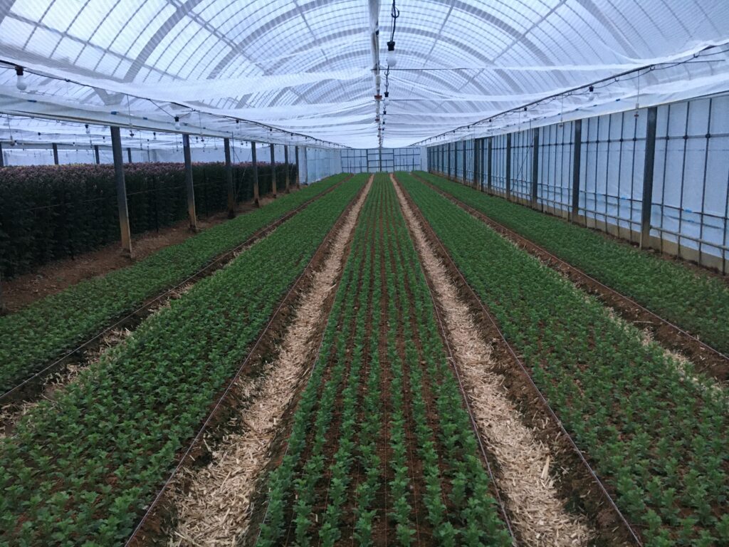 挿し芽24日目、ジベレリンを散布処理