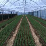 挿し芽24日目、ジベレリンを散布処理