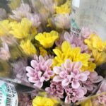 ファーマーズマーケット用パック花（セイレウカ、セイリムー）