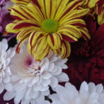 アマルフィ、黄色と赤のストライプ