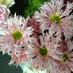 スプレーマム「ピンクチュチュ」