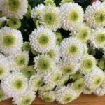 スプレーマム、フェリー