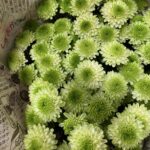 カントリーライム、スプレーマム